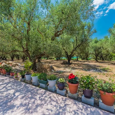 Tatil Evi Mary's Olive Grove House By 